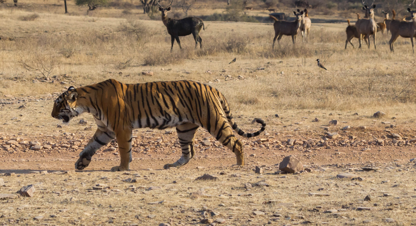 Ranthambore – The Wildlife Haven