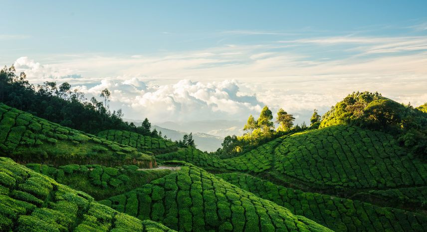 6. Munnar, Kerala