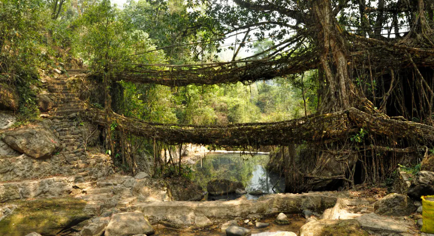 A Journey Through Cherrapunji’s Waterfalls and Root Bridges